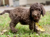 Joy chocolate, a female Goldendoodle for sale in Canon, GA – 3 of 8