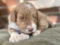 Kade (tuxedo), a male Goldendoodle for sale in Canon, GA – 7 of 10