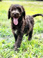 Graham F1bb, a male Goldendoodle for sale in Canon, GA – 9 of 10