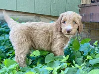 Finn, a male Goldendoodle for sale in Canon, GA – 8 of 8