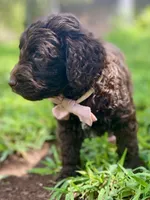 Indie (chocolate), a female Goldendoodle for sale in Canon, GA – 4 of 7