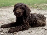 Jett chocolate, a male Goldendoodle for sale in Canon, GA – 2 of 10