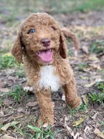 Knox, a male Goldendoodle for sale in Canon, GA – 7 of 8