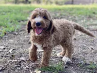 Kennedy, a female Goldendoodle for sale in Canon, GA – 5 of 7