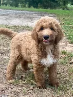 Hudson, a male Goldendoodle for sale in Canon, GA – 10 of 10