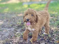 Harper, a female Goldendoodle for sale in Canon, GA – 3 of 7