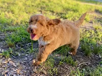 Finn, a male Goldendoodle for sale in Canon, GA – 7 of 8