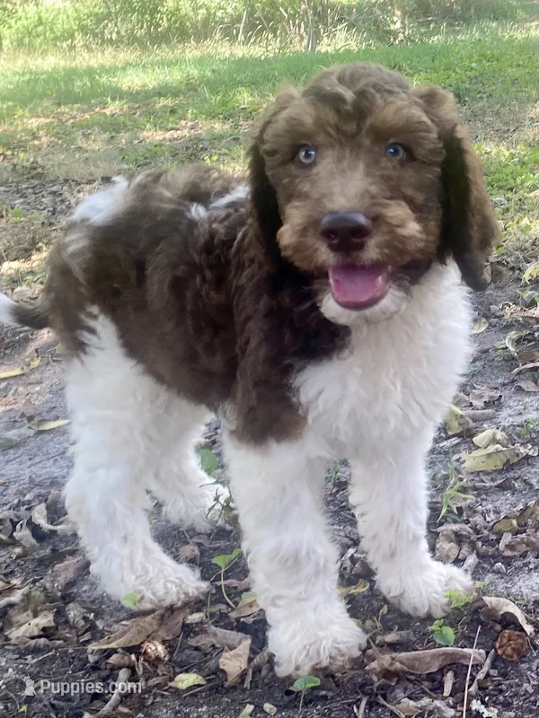 Iker – Goldendoodle puppy for sale in Canon, GA