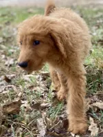 Leslie, a female Goldendoodle for sale in Canon, GA – 5 of 9