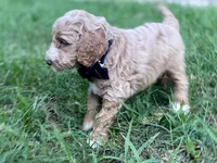 Harrison, a male Goldendoodle for sale in Canon, GA – 7 of 10