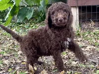 Iker (chocolate), a male Goldendoodle for sale in Canon, GA – 8 of 8