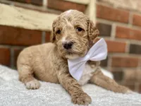 Hudson , a male Goldendoodle for sale in Canon, GA – 10 of 10