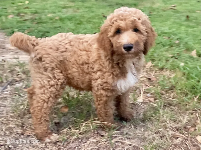 Hudson – Goldendoodle puppy for sale in Canon, GA