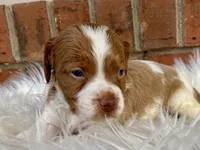 processed/25a083ed-f7ad-4f59-9cd5-8fc9dda61e60/listing/a00c2881-caa2-45b7-9cf1-8b606c390def/99453b99-83a8-426c-acbb-8215662f974f