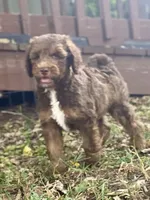 Isaac (sable), a male Goldendoodle for sale in Canon, GA – 6 of 9