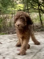 Isaac (sable), a male Goldendoodle for sale in Canon, GA – 7 of 10