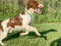 Buck, a male Brittany for sale in Canon, GA – 5 of 10