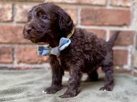 Grey F1bb, a male Goldendoodle for sale in Canon, GA – 9 of 9