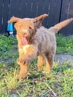 Finn (tuxedo), a male Goldendoodle for sale in Canon, GA – 8 of 9