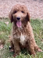 Harrison, a male Goldendoodle for sale in Canon, GA – 9 of 10
