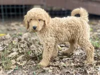 Logan, a male Goldendoodle for sale in Canon, GA – 3 of 9