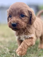 Ford, a male Goldendoodle for sale in Canon, GA – Photo 1 of 9