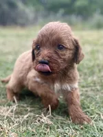 Ford, a male Goldendoodle for sale in Canon, GA – Photo 5 of 9
