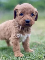 Ford, a male Goldendoodle for sale in Canon, GA – Photo 2 of 9