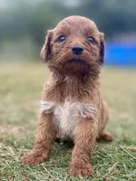 Ford, a male Goldendoodle for sale in Canon, GA – Photo 8 of 9