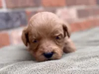 Ford, a male Goldendoodle for sale in Canon, GA – Photo 6 of 9