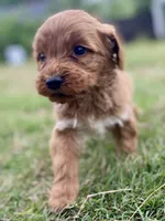 Ford, a male Goldendoodle for sale in Canon, GA – Photo 3 of 9