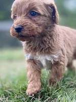 Ford, a male Goldendoodle for sale in Canon, GA – Photo 7 of 9