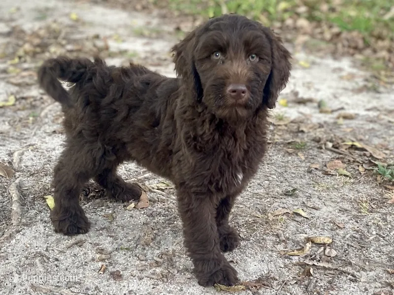 Iris – Goldendoodle puppy for sale in Canon, GA