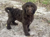 Iris, a female Goldendoodle for sale in Canon, GA – 2 of 10
