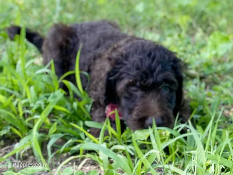Gemma f1bb – Goldendoodle puppy for sale in Canon, GA