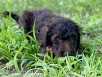 Gemma f1bb, a female Goldendoodle for sale in Canon, GA – 1 of 8