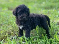 Grant f1bb, a male Goldendoodle for sale in Canon, GA – 2 of 8