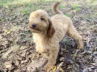 Jade, a female Goldendoodle for sale in Canon, GA – 6 of 9