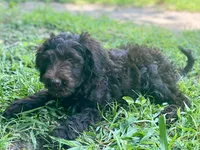 Gemma f1bb, a female Goldendoodle for sale in Canon, GA – 7 of 10