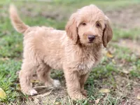 Jenna, a female Goldendoodle for sale in Canon, GA – 4 of 5