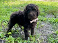 Gia F1bb, a female Goldendoodle for sale in Canon, GA – 1 of 9