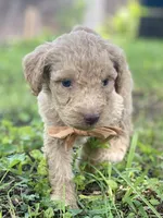 Ian, a male Goldendoodle for sale in Canon, GA – 2 of 10