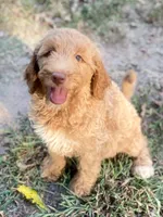 Ivy, a female Goldendoodle for sale in Canon, GA – 7 of 8