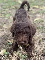 Jett chocolate, a male Goldendoodle for sale in Canon, GA – 8 of 10