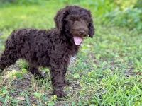 Graham F1bb, a male Goldendoodle for sale in Canon, GA – 8 of 10