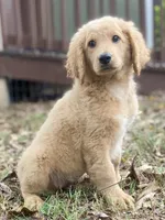 Lana, a female Goldendoodle for sale in Canon, GA – 3 of 7