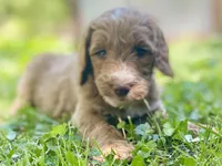 Finn, a male Goldendoodle for sale in Canon, GA – 3 of 8