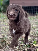 Iker (chocolate), a male Goldendoodle for sale in Canon, GA – 7 of 8
