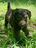 Iker (chocolate), a male Goldendoodle for sale in Canon, GA – 6 of 8