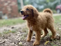 Leslie, a female Goldendoodle for sale in Canon, GA – 4 of 9